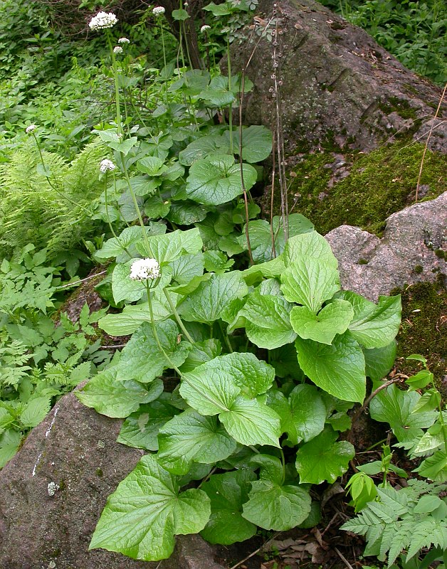 Image of Valeriana tiliifolia specimen.