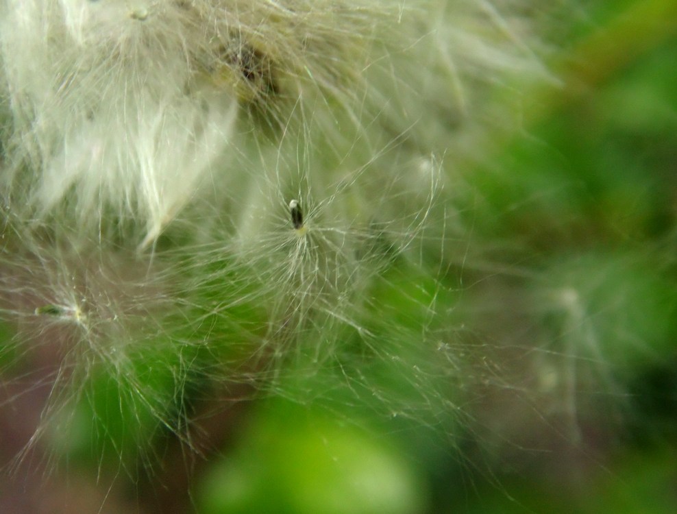 Изображение особи Salix phylicifolia.