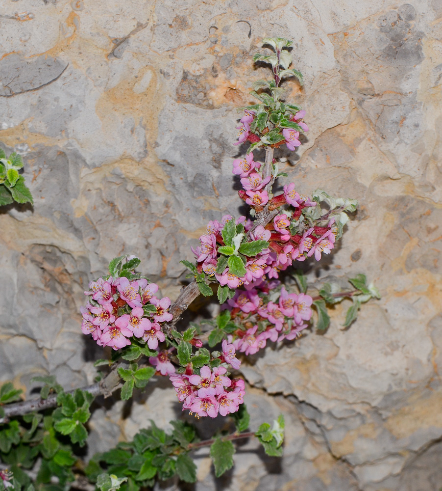 Image of Cerasus prostrata specimen.