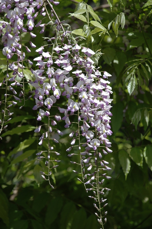 Image of Wisteria sinensis specimen.