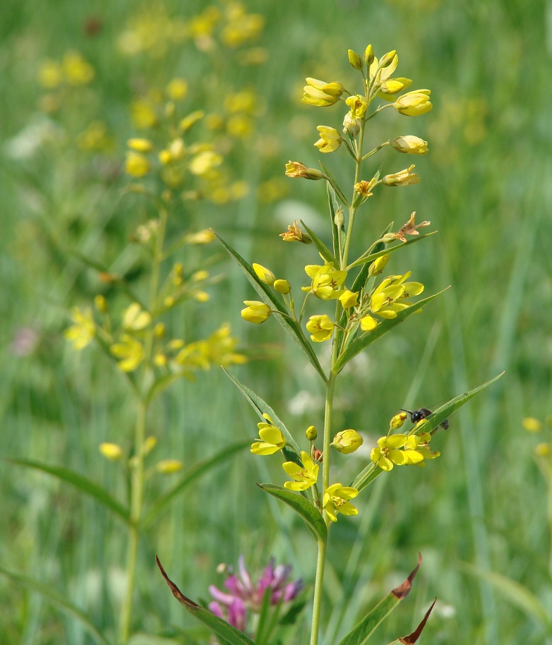 Изображение особи Lysimachia davurica.