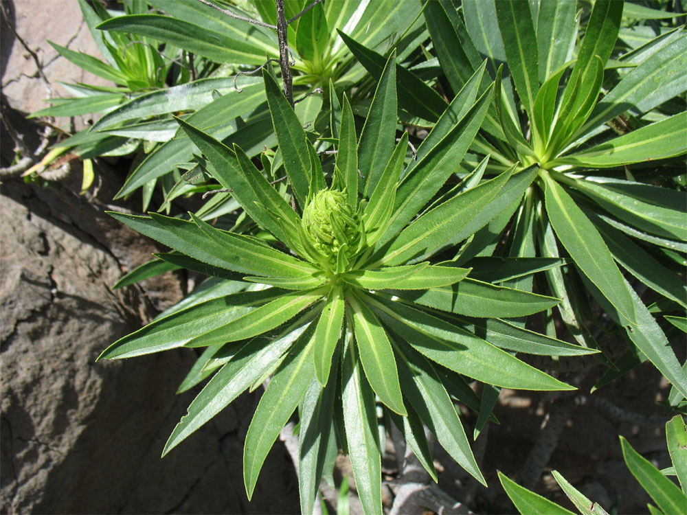 Изображение особи Echium decaisnei.