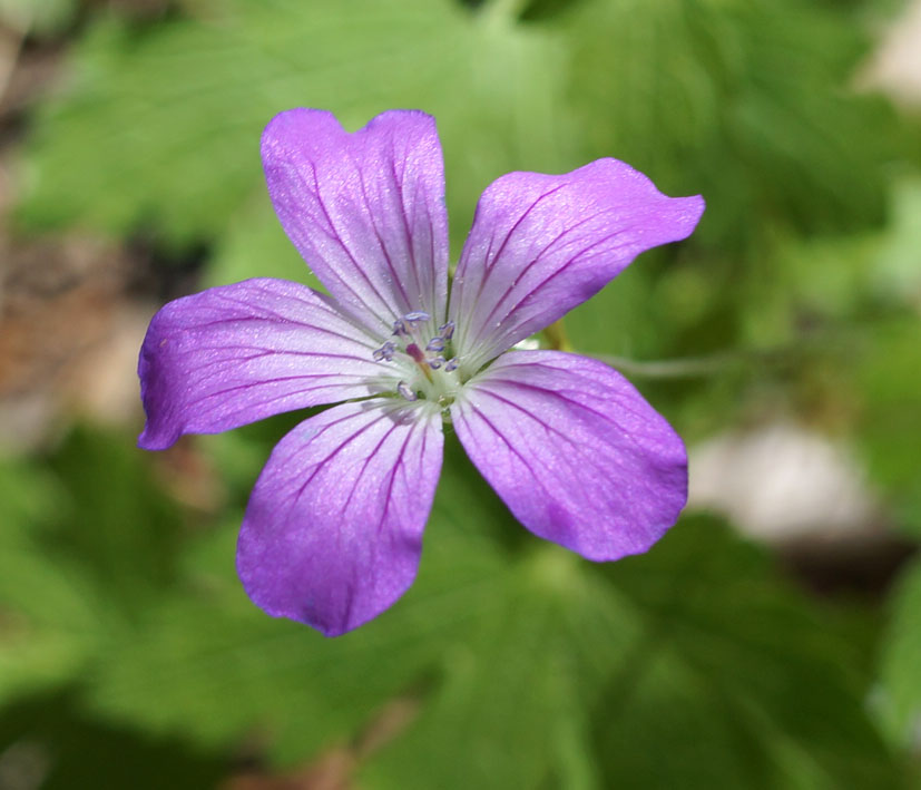 Изображение особи Geranium rectum.