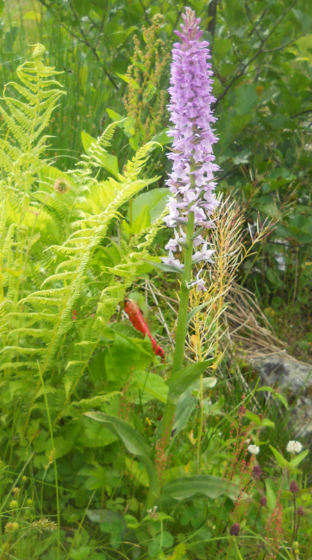 Изображение особи Dactylorhiza urvilleana.