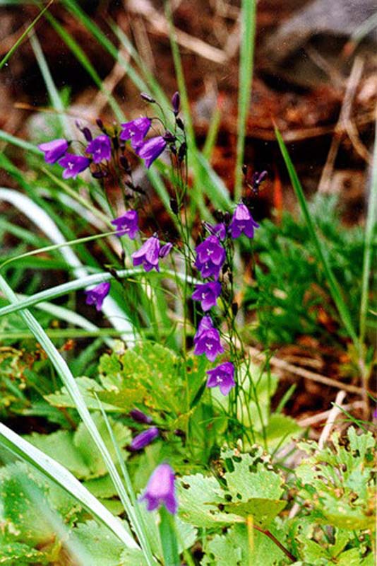 Изображение особи Campanula rotundifolia.