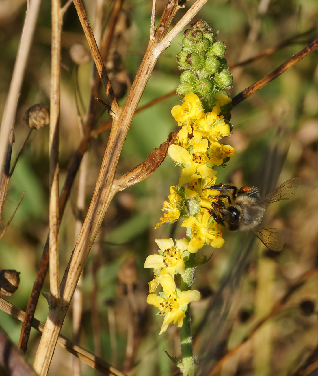 Image of Agrimonia asiatica specimen.