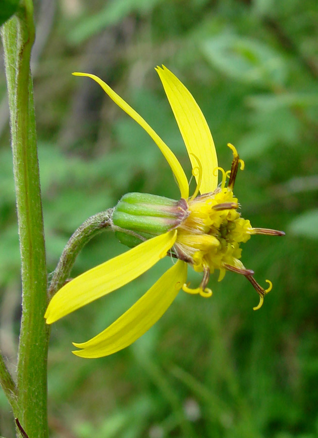 Image of Ligularia sibirica specimen.