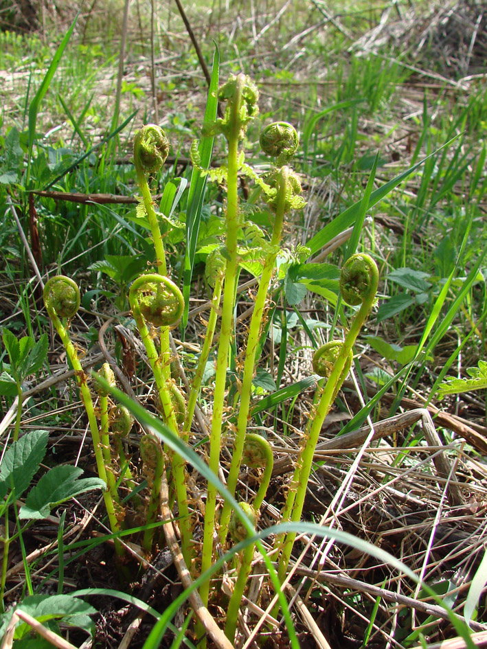 Image of Athyrium filix-femina specimen.