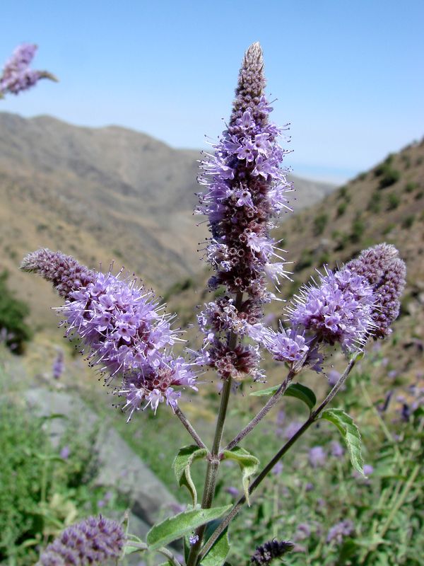 Image of Mentha pamiroalaica specimen.