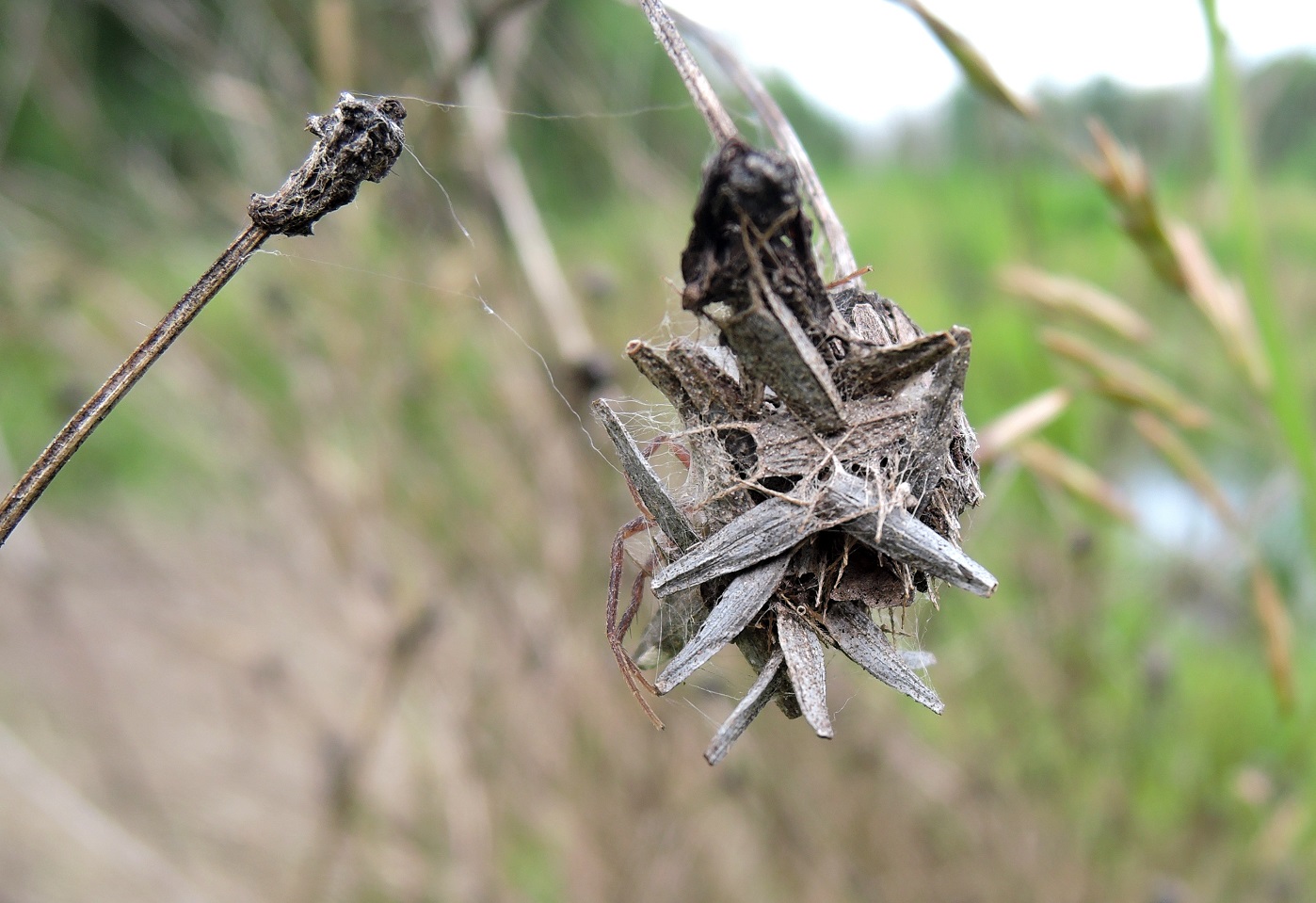 Image of Bidens frondosa specimen.