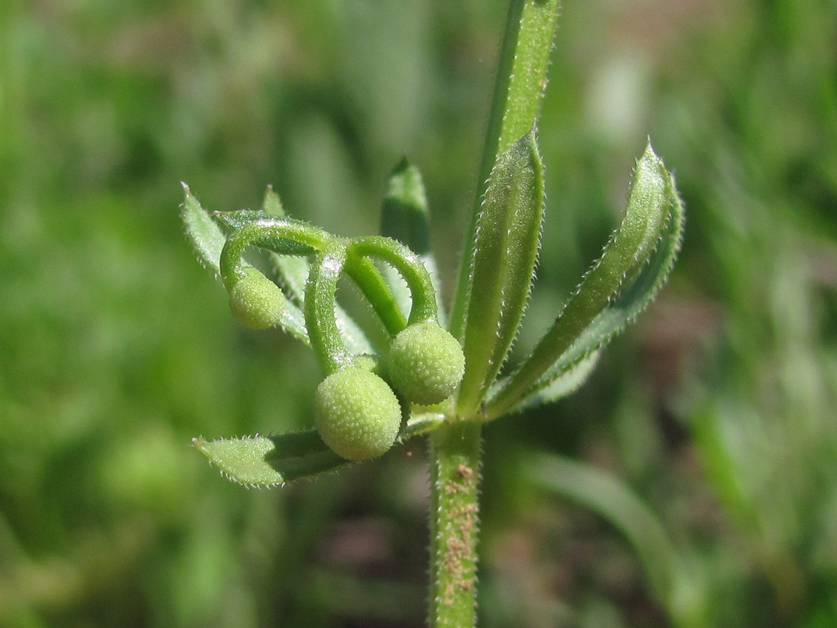 Image of Galium tricornutum specimen.