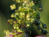 Rumex crispus. Фрагмент соцветия. Санкт-Петербург, пустырь. 06.06.2009.