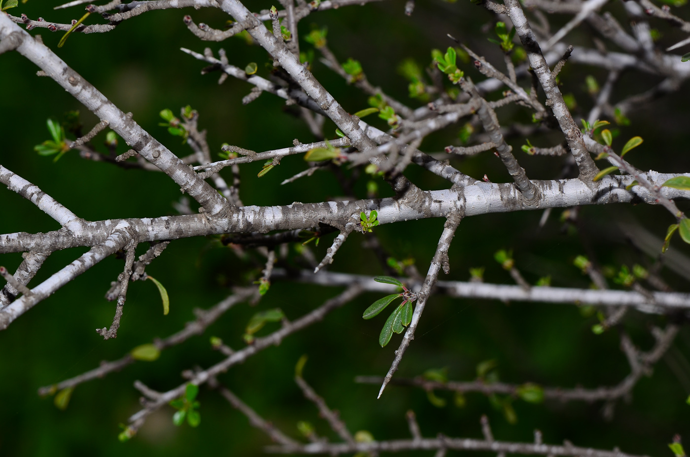 Изображение особи Rhamnus lycioides.