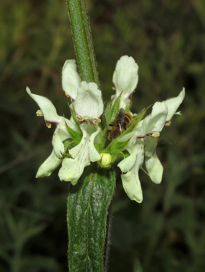 Image of Stachys atherocalyx specimen.