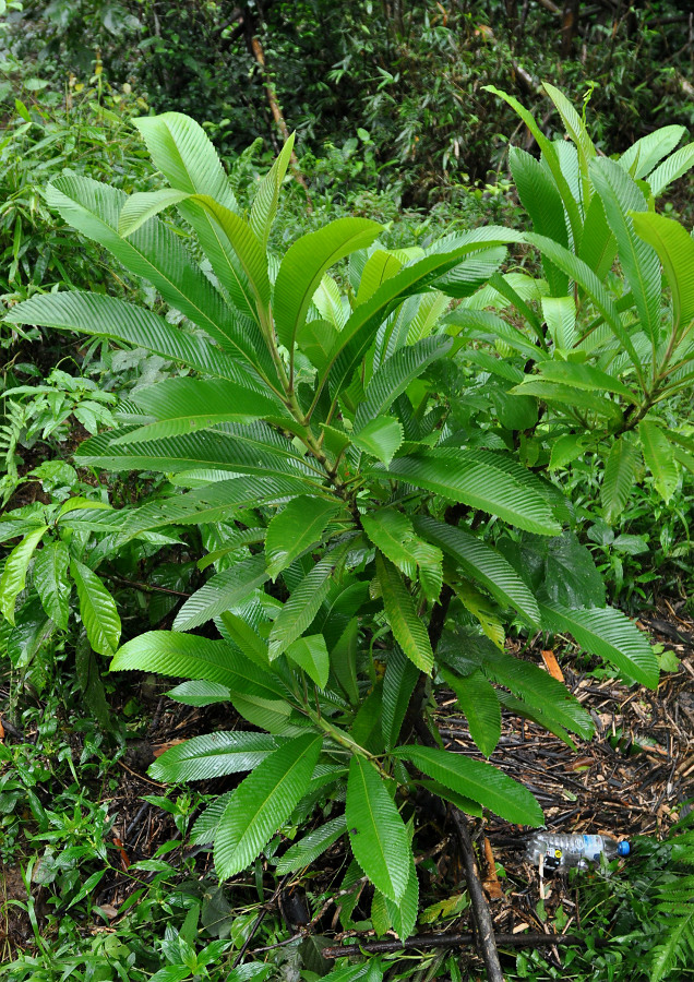 Image of Dillenia indica specimen.