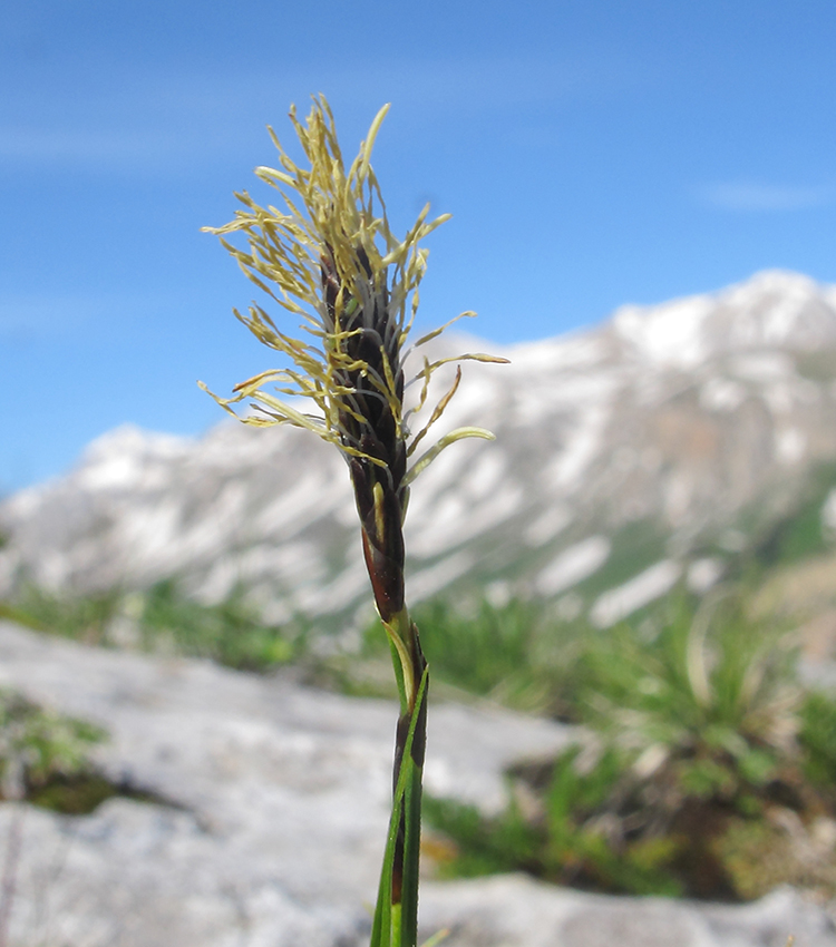 Изображение особи род Carex.