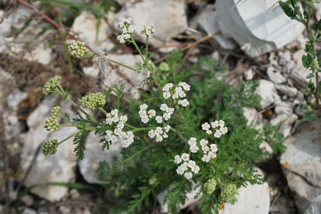 Изображение особи Achillea millefolium.