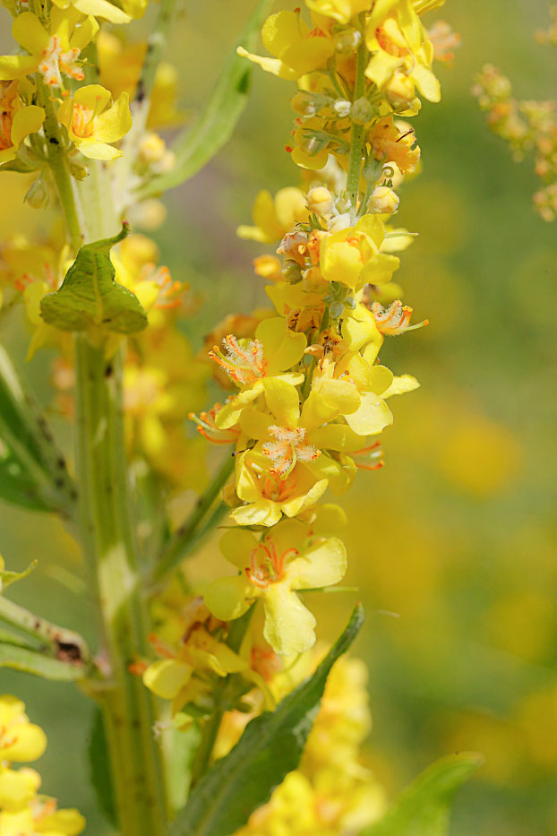 Image of Verbascum lychnitis specimen.