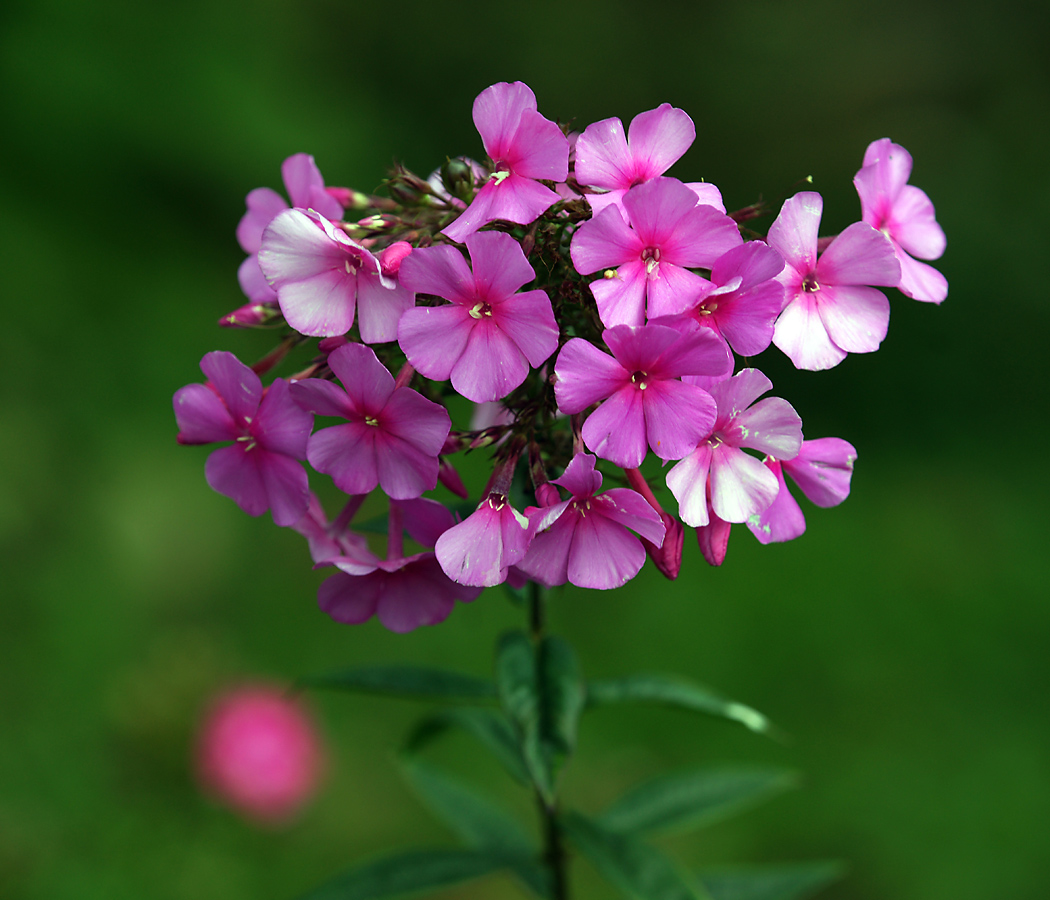 Image of Phlox paniculata specimen.