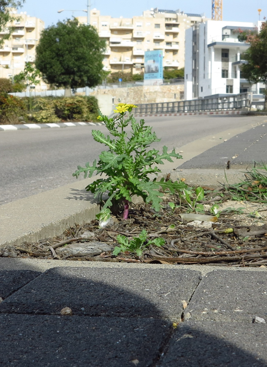 Изображение особи Senecio vernalis.