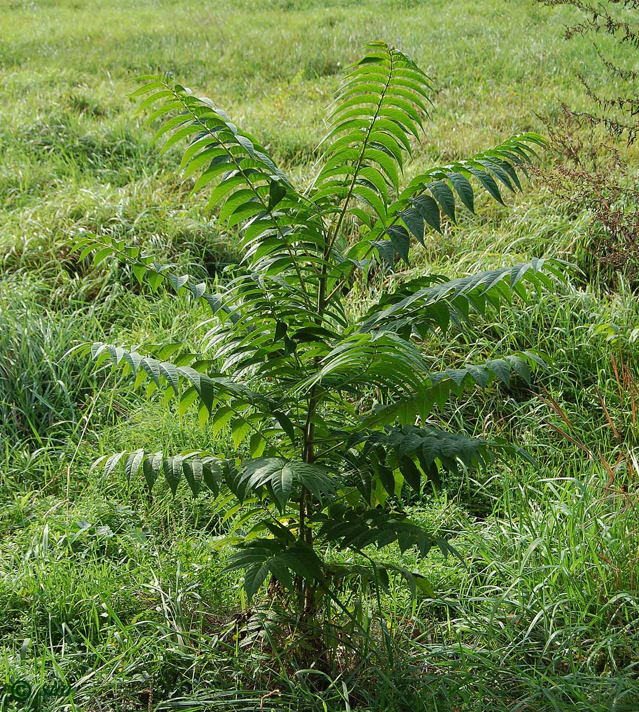 Image of Ailanthus altissima specimen.