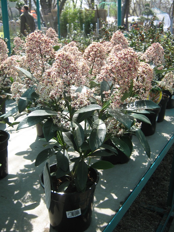 Image of Skimmia japonica specimen.