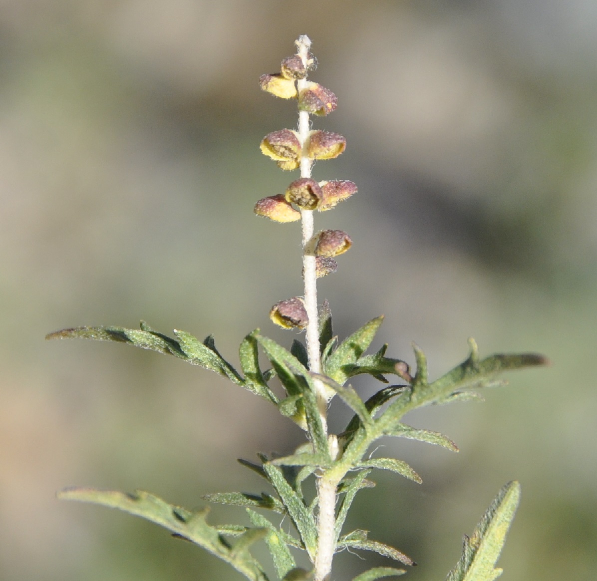 Image of Ambrosia psilostachya specimen.