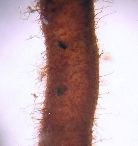 Изображение особи Carex appendiculata.