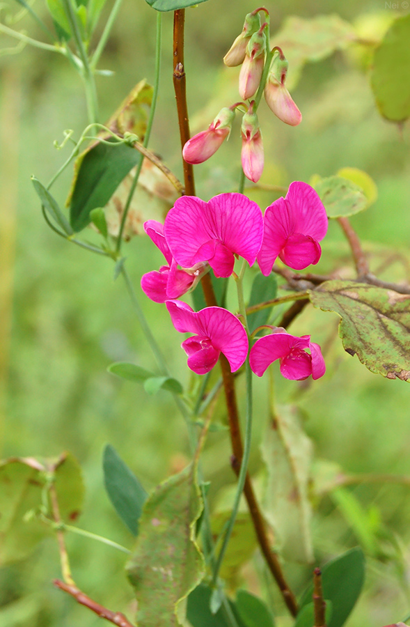 Image of Lathyrus tuberosus specimen.