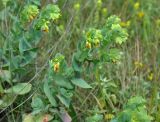 Cerinthe minor. Верхушка цветущего растения. Крым, Балаклавский р-н, скалы Кара-Коба, луговой склон. 07.06.2016.