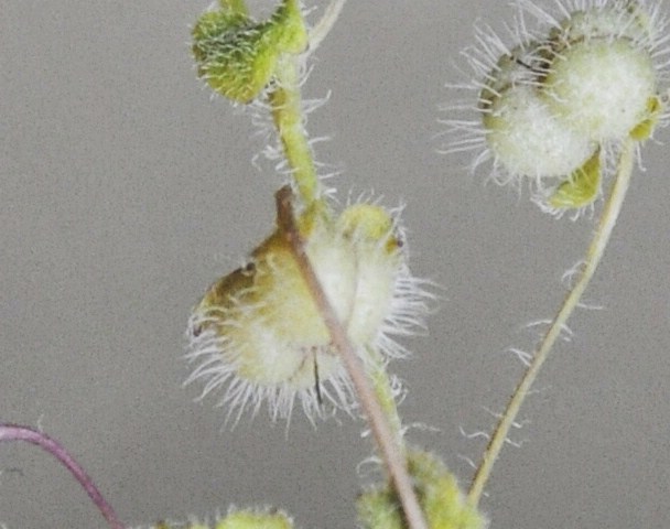 Image of Veronica cymbalaria specimen.