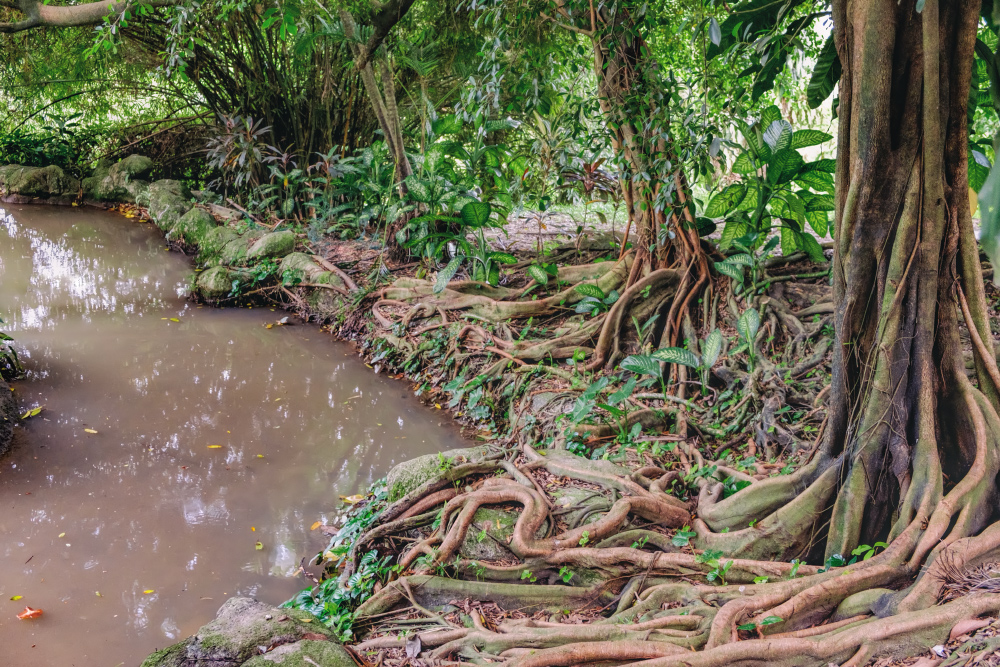 Image of genus Ficus specimen.