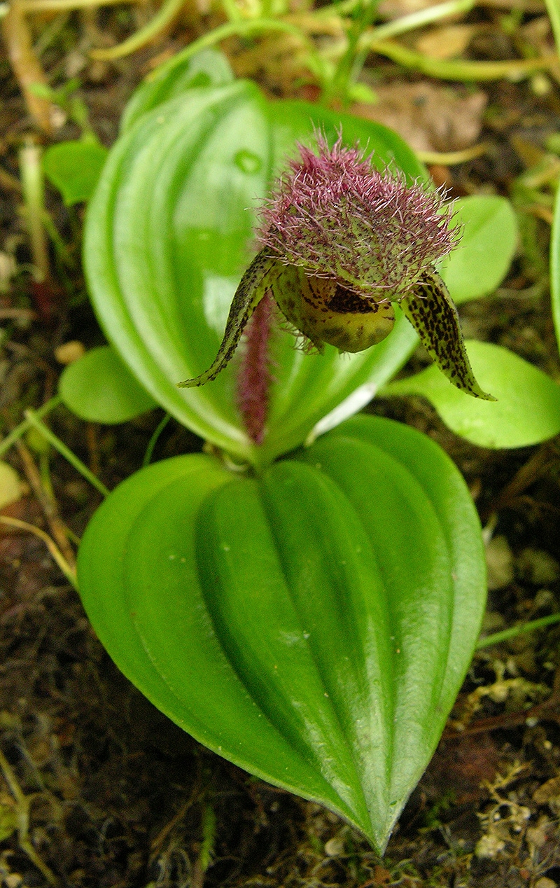 Image of Cypripedium micranthum specimen.