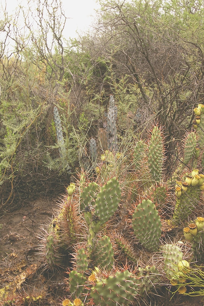 Image of Opuntia sulphurea specimen.