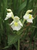 Galeopsis segetum. Верхушка цветущего растения. Нидерланды, провинция Gelderland, община Wijchen, сорное в посевах зерновых. 12 июня 2010 г.