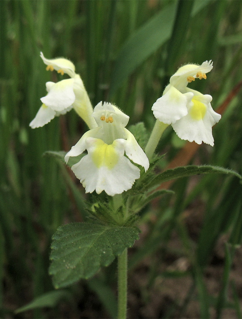 Image of Galeopsis segetum specimen.