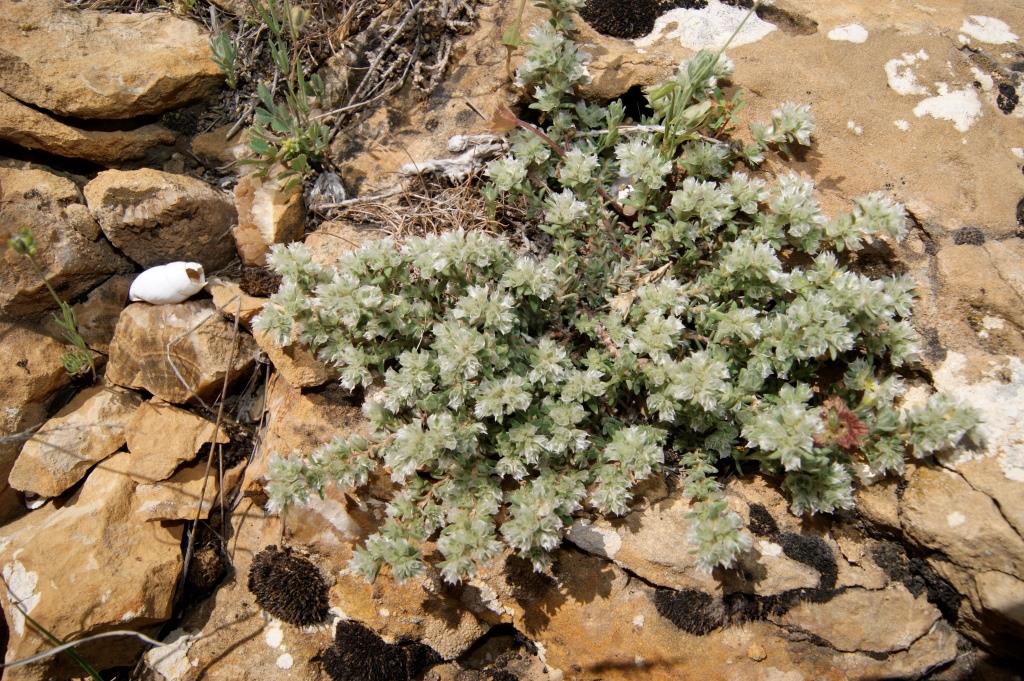 Image of Paronychia kurdica specimen.