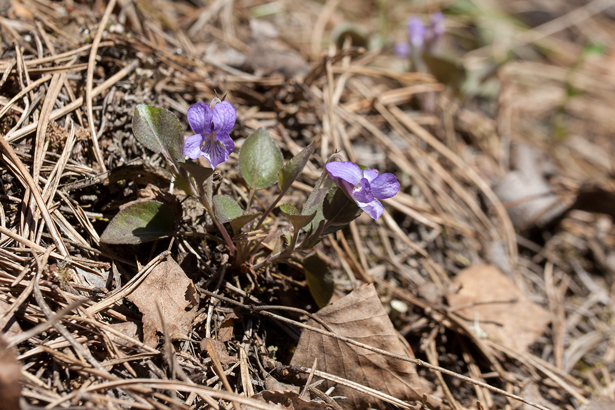 Изображение особи Viola rupestris.