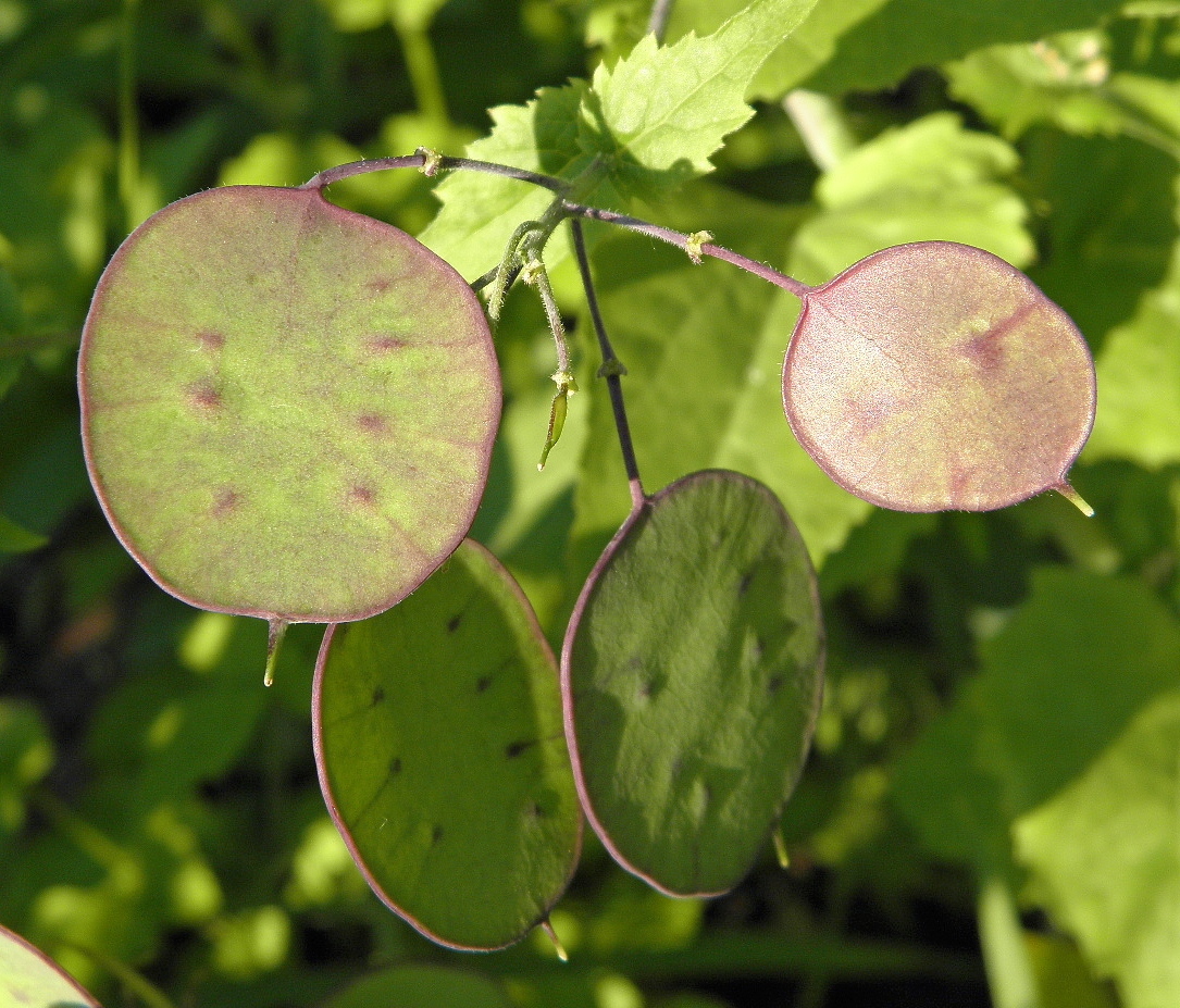 Image of Lunaria annua specimen.