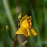 Utricularia &times; neglecta