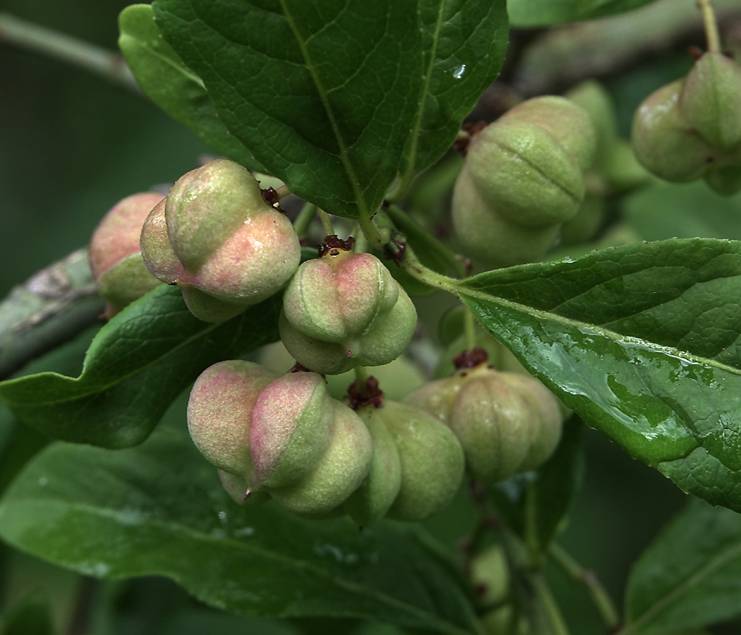 Image of Euonymus europaeus specimen.