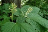 Actaea spicata