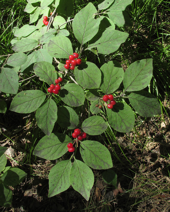 Изображение особи Lonicera xylosteum.