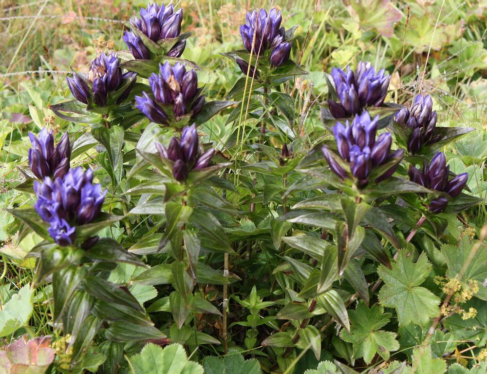 Image of Gentiana fischeri specimen.