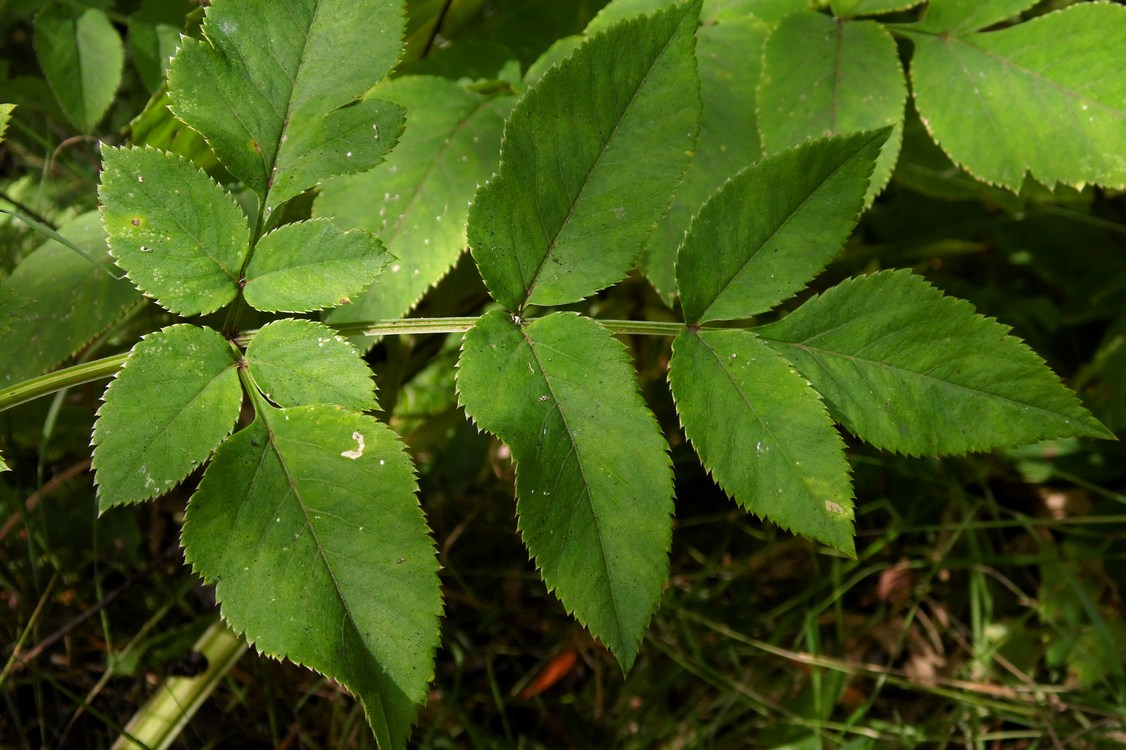 Изображение особи Angelica sylvestris.