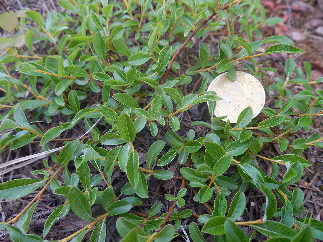 Image of genus Salix specimen.