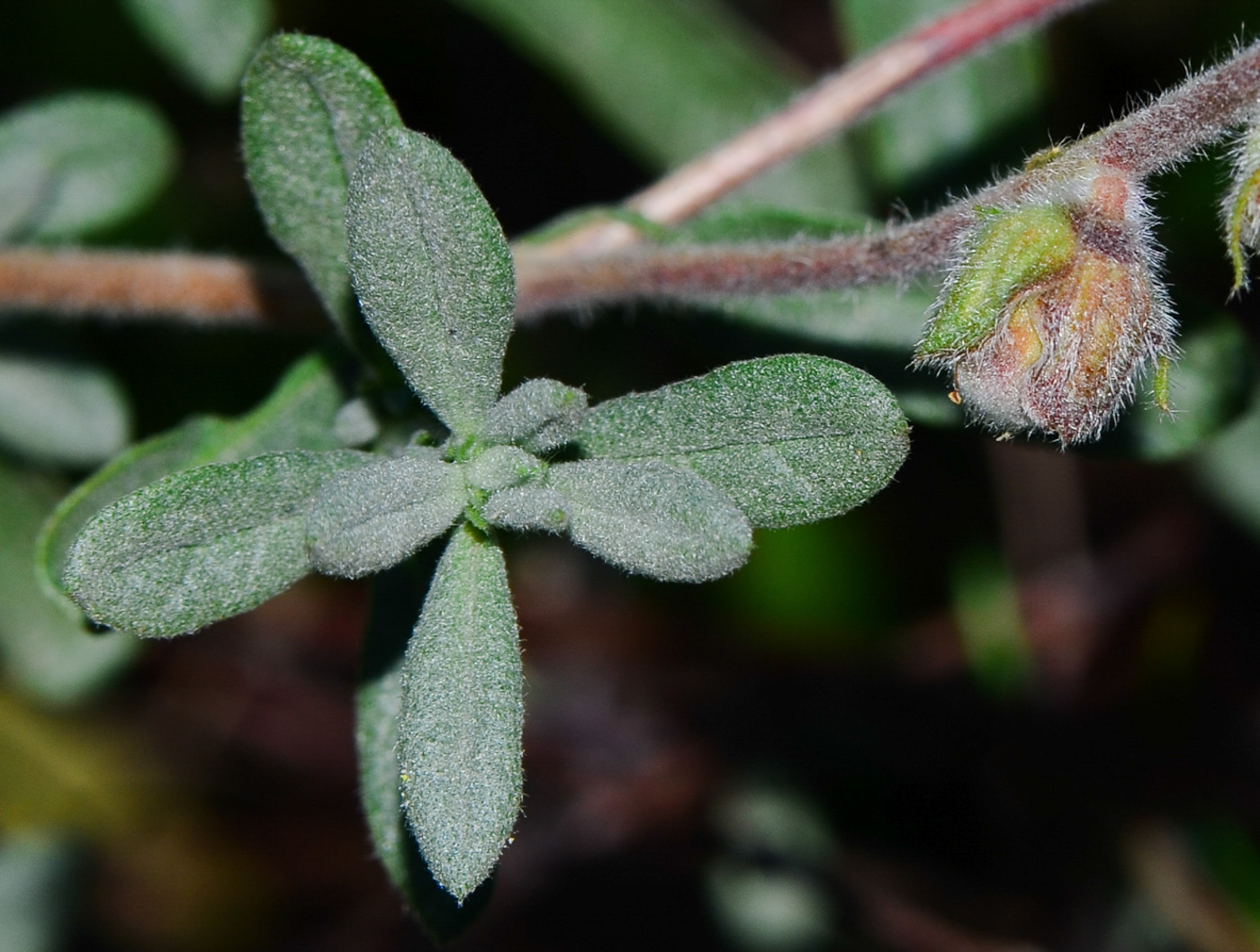 Изображение особи Helianthemum stipulatum.