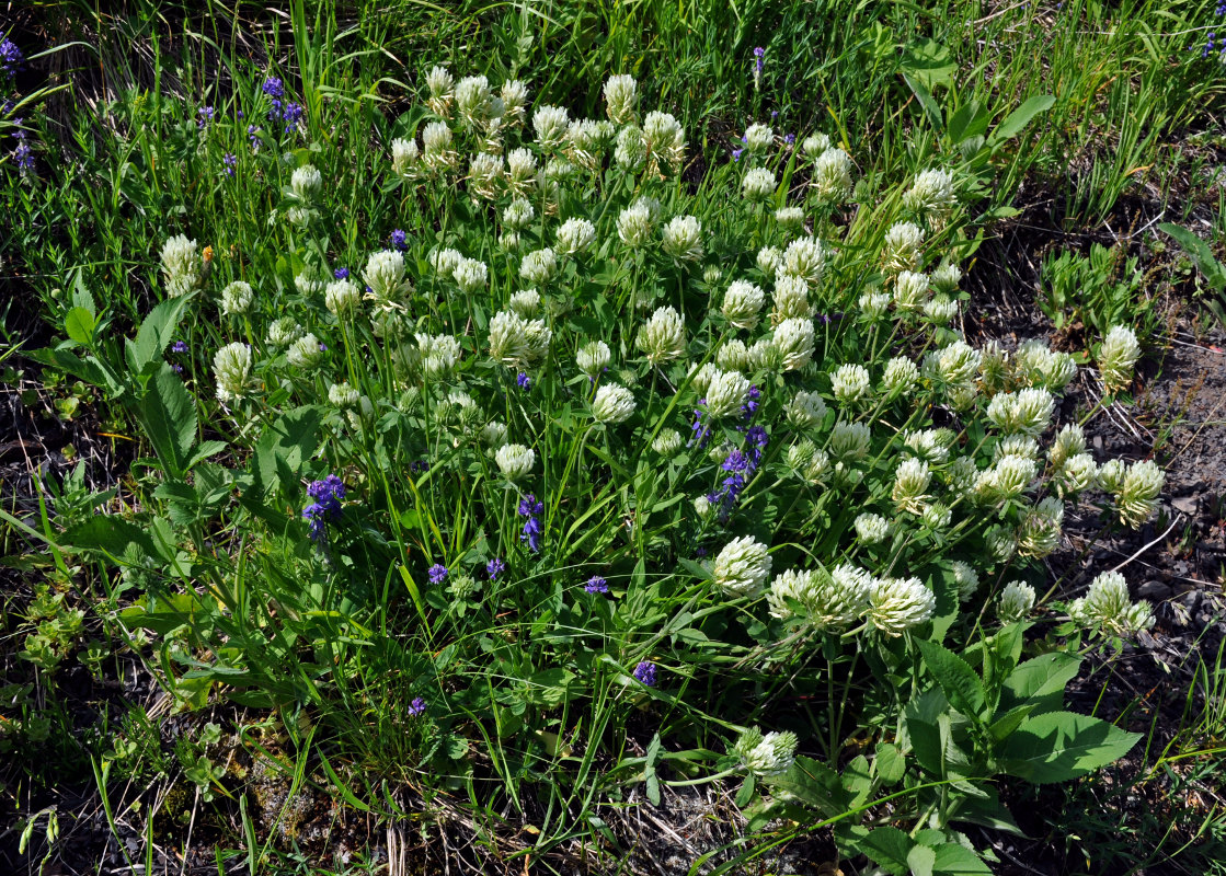 Image of Trifolium canescens specimen.