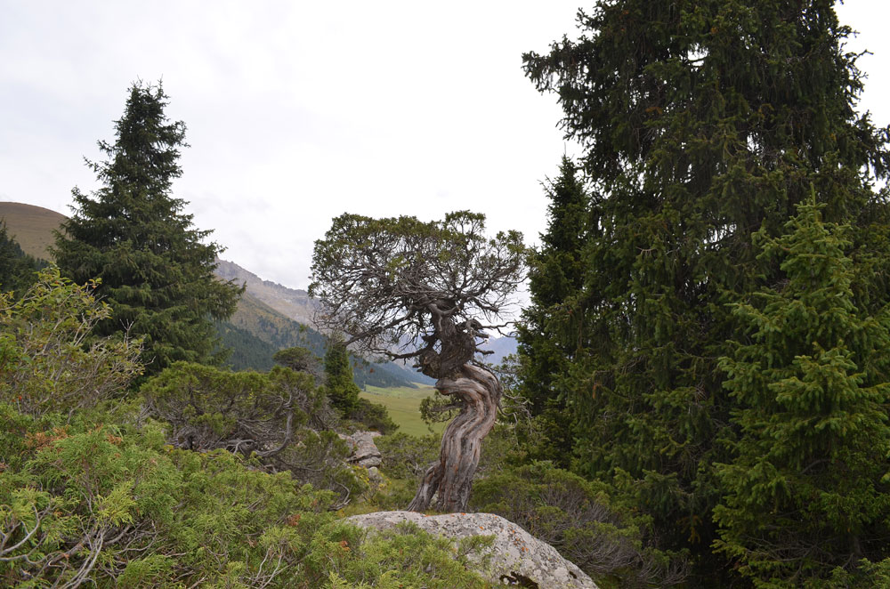 Изображение особи Juniperus pseudosabina.