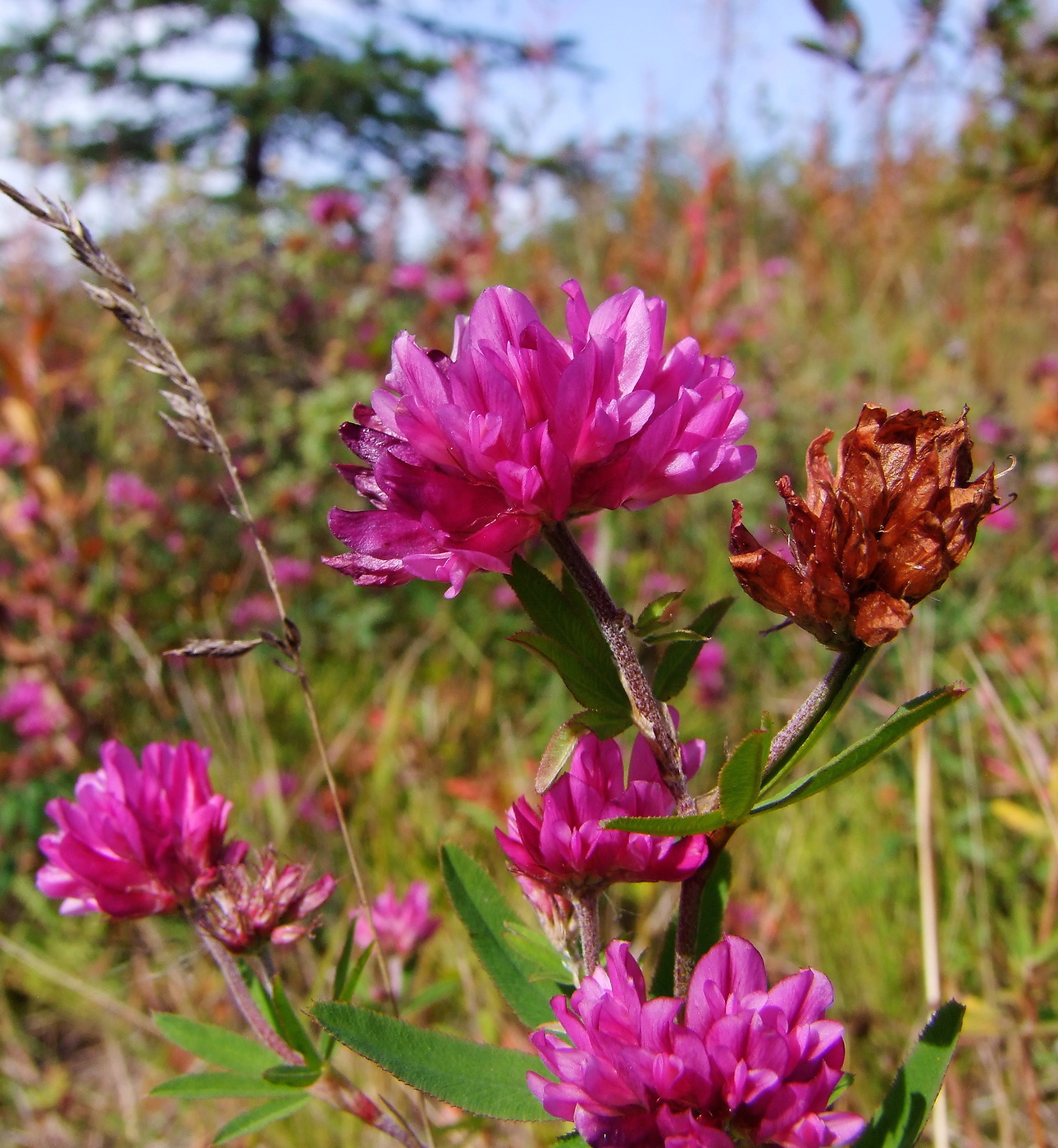 Image of Trifolium lupinaster specimen.